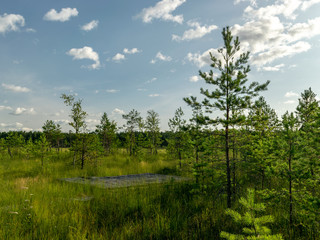 view of Oleri bog, bog footpath and observation tower, green bog grass, Latvia
