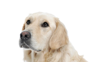 Portrait of an adorable Golden retriever looking curiously - isolated on white background