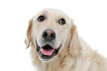 Portrait of an adorable Golden retriever looking satisfied - isolated on white background