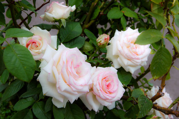 A bunch of white roses Pink Border