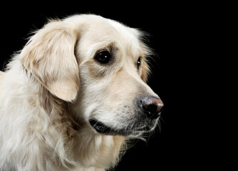 Portrait of an adorable Golden retriever looking curiously - isolated on black background
