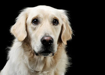 Portrait of an adorable Golden retriever looking curiously at the camera - isolated on black background