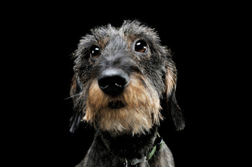 Portrait of an adorable wired haired Dachshund looking curiously at the camera - isolated on black background