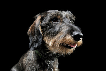 Portrait of an adorable wired haired Dachshund looking curiously - isolated on black background