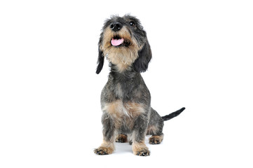 Studio shot of an adorable wired haired Dachshund sitting and looking curiously at the camera