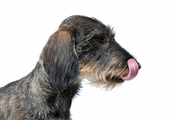 Profile view of an adorable wired haired Dachshund licking his lips - isolated on white background