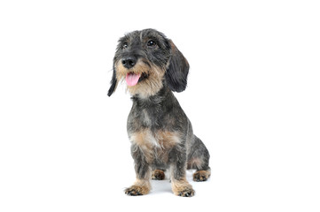 Studio shot of an adorable wired haired Dachshund sitting and looking satisfied