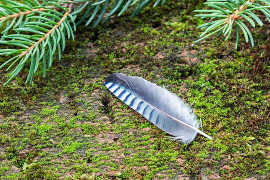 13 806 Best Blue Jay Feather Images Stock Photos Vectors Adobe Stock 13 806 Best Blue Jay Feather Images Stock Photos Vectors Adobe Stock