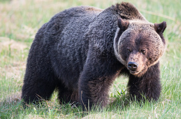 Grizzly bear in th ewild