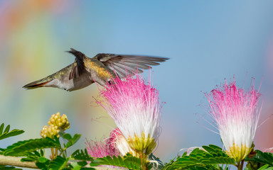 A female Ruby Topaz hummingbird feeding on the powderpuff flowers of a Calliandra tree in a garden.