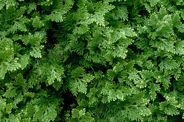 Juicy juniper greens for design. Dark green natural background using coniferous plant