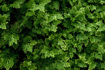 Juicy juniper greens for design. Dark green natural background using coniferous plant