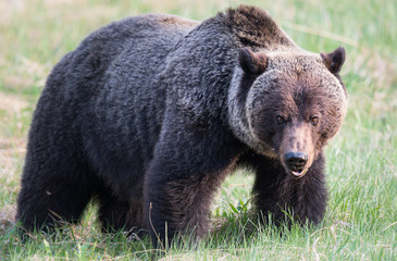 Plakat Grizzly bear in th ewild