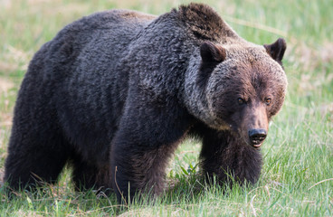 Grizzly bear in th ewild