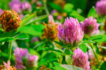 pink wild flower clover, summer background