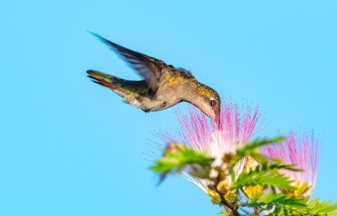 A female Ruby Topaz hummingbird feeding on the powderpuff flowers of a Calliandra tree in a garden.