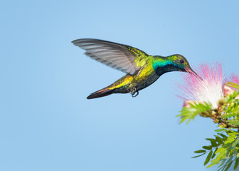 A Black-throated Mango hummingbird feeding on Calliandra flowers (Powderpuff) in a garden.