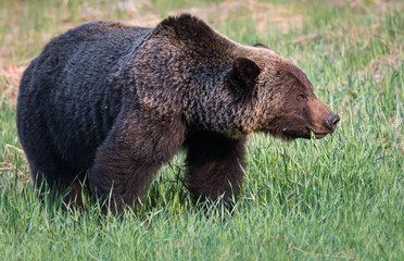 Grizzly bear in th ewild