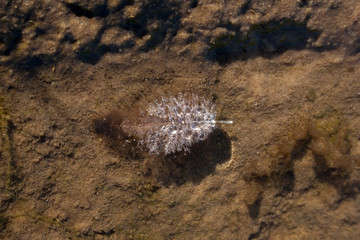 flower in dew on a background of brown earth. Ecology of the planet