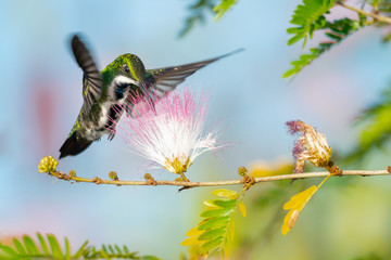 A female Black-throated Mango feeding on the flowers of a Calliandra (Powderpuff) tree on a sunny day.