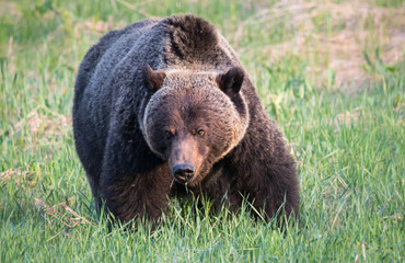 Fototapeta premium Grizzly bear in th ewild