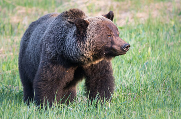 Grizzly bear in th ewild