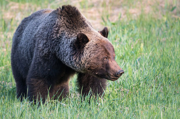 Fototapeta premium Grizzly bear in th ewild