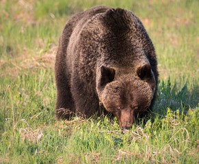 Grizzly bear in th ewild