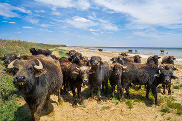 Group of bison in the steppe in Russia © dmitriizotov