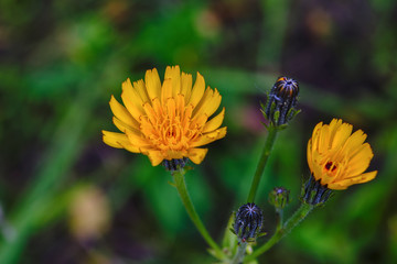 Wild wildflowers close-up. Wild flowers in a meadow nature. Natural summer background with wild flowers in the meadow in the morning sun rays.