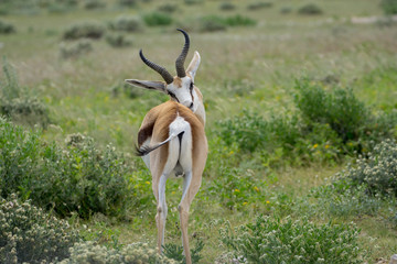 Springbok in der Etosha Pfanne
