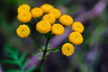 Wild wildflowers close-up. Wild flowers in a meadow nature. Natural summer background with wild flowers in the meadow in the morning sun rays.