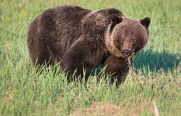 Grizzly bear in th ewild