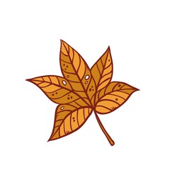 Autumn maple leaf september or october brown defoliation foliage. Vector outline illustration sketch colourful isolated autumnal herbal graphic.