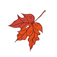 Autumn maple leaf september or october red defoliation foliage. Vector outline illustration sketch colourful isolated autumnal herbal graphic.
