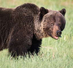 Grizzly bear in th ewild