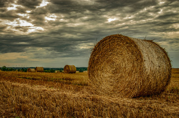 Okrągłe bele siana na polu w sezonie zbiorów. © Aneta
