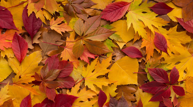 Bright colorful autumn fallen leaves background for advertisement - Powered by Adobe