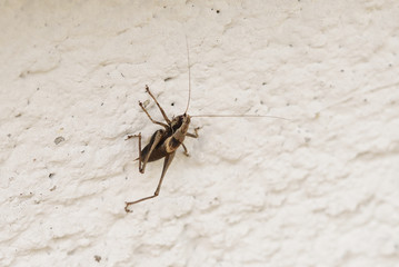 grasshopper,  Pholidoptera griseoaptera clings to the wall
