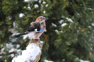 Eichelhäher im Winter