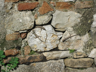Three small lizards bask on a stone wall in the midday sun