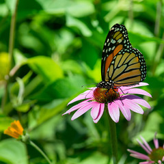 015-butterfly-wdsm-10jul19-09x09-006-500-1721