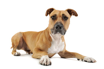 Studio shot of a lovely Staffordshire Terrier