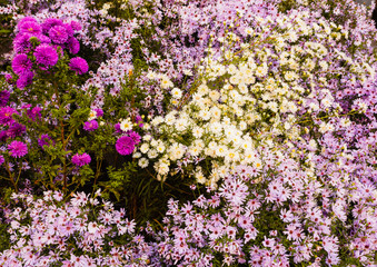 Obraz premium a set of wild purple, lilac and white flowers/The Astri are perennial flowers typical of the autumn months, characterized by large flowers similar to Daisies in the shades of pink, purple and white.