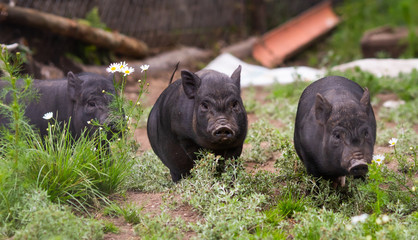 Charming black pigs grazing in the meadow