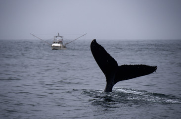 Humpback Whale Tail Fluke and Fishing Boat