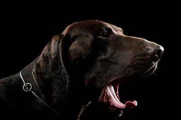 Studio headshot of a lovely deutsch kurzhaar