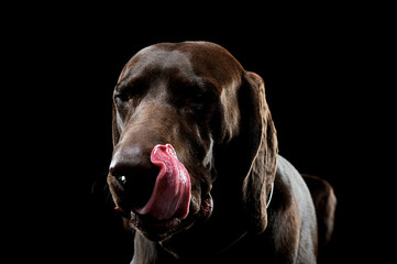 Studio headshot of a lovely deutsch kurzhaar