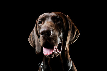 Studio headshot of a lovely deutsch kurzhaar