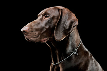 Studio headshot of a lovely deutsch kurzhaar